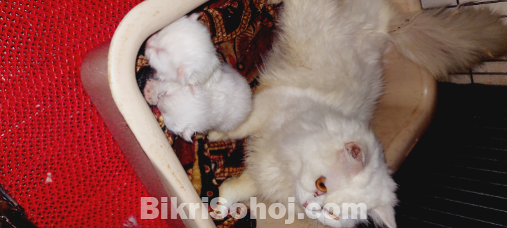 Parisin female kitten and mother cat
